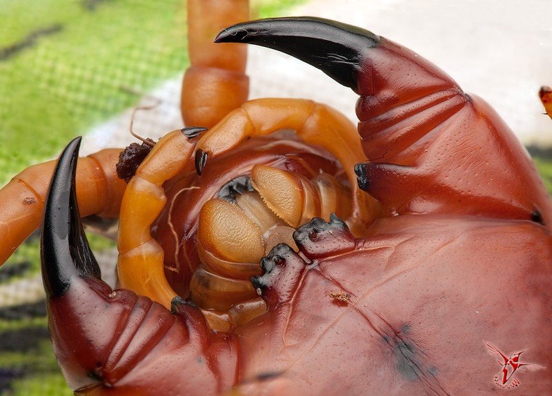 scolopendra gigantea