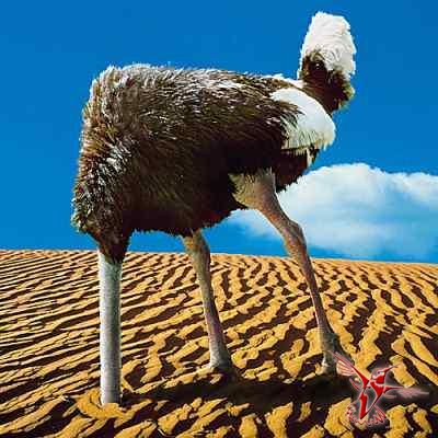 Картинки страус спрятал голову в песок