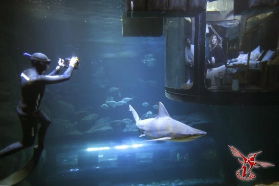 В Париже открылась первая в мире подводная спальня для желающих провести ночь в окружении акул