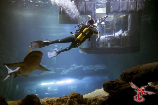 В Париже открылась первая в мире подводная спальня для желающих провести ночь в окружении акул