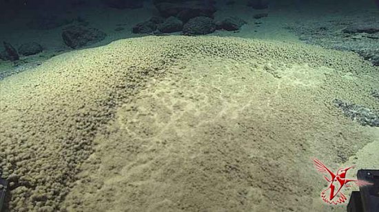 В Марианской впадине обнаружили "инопланетную" медузу