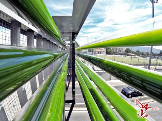 Шесть зеленых дизайнерских разработок на основе водорослей