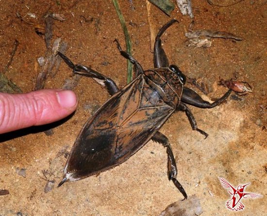 Жуки-гиганты и другие удивительные насекомые