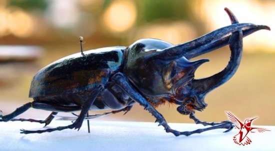 Жуки-гиганты и другие удивительные насекомые