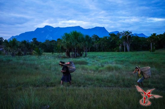 Народы Амазонки, которые еще недавно жили изолированно, привыкают к современной цивилизации