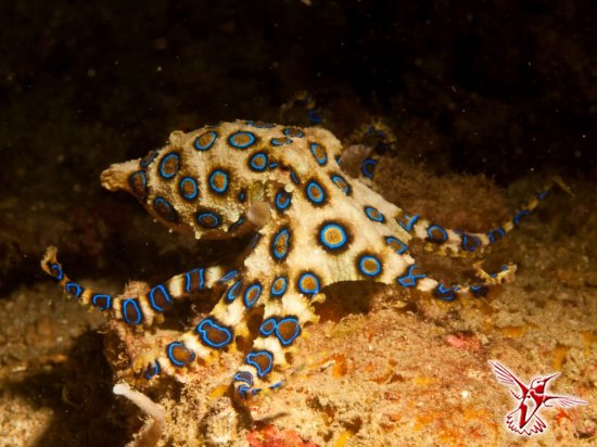 Турист по незнанию взял в руки синекольчатого осьминога  — одного из самых ядовитых существ на земле