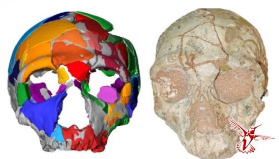 Ученые нашли останки самого древнего человека в Европе. Он умер в Греции 210 тысяч лет назад